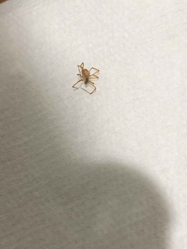這是什麼蜘蛛？