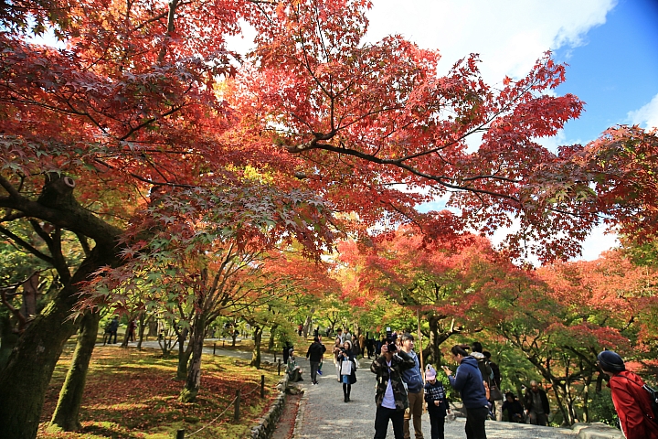 2018京阪神紅葉親子自由行