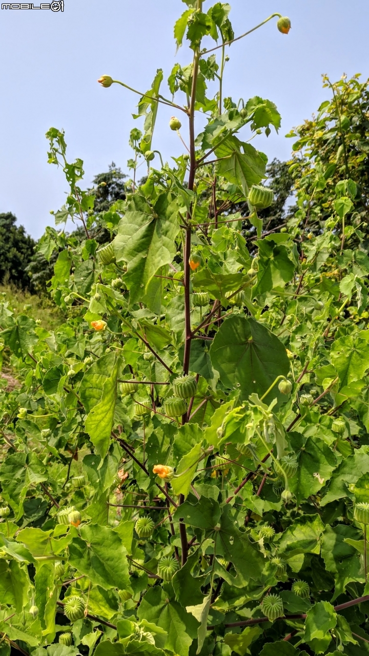 韭菜花+磨盤草+藍雪花 台南市南區灣里 09/29