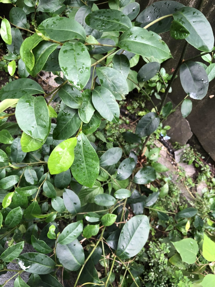 請問前後院的植物名稱