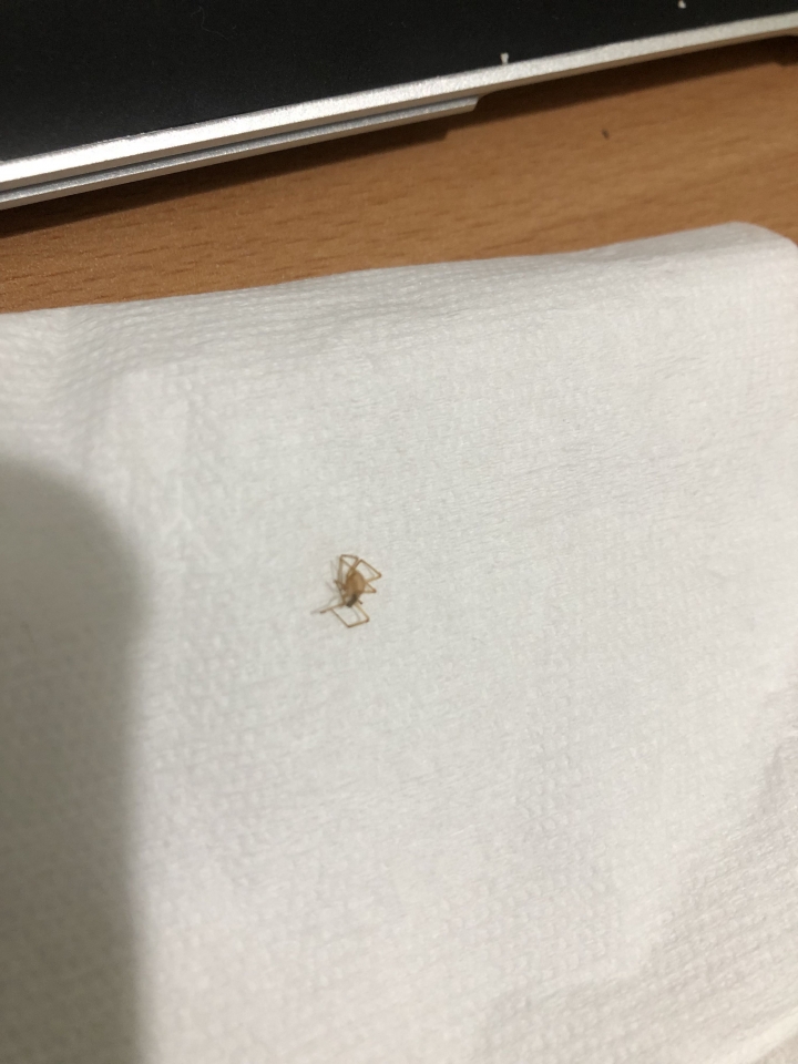 這是什麼蜘蛛？