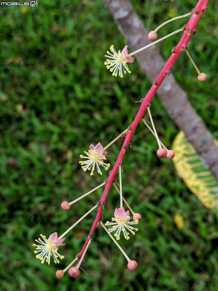 水黃皮+變葉木 台南市西港區綠川廊道 09/28