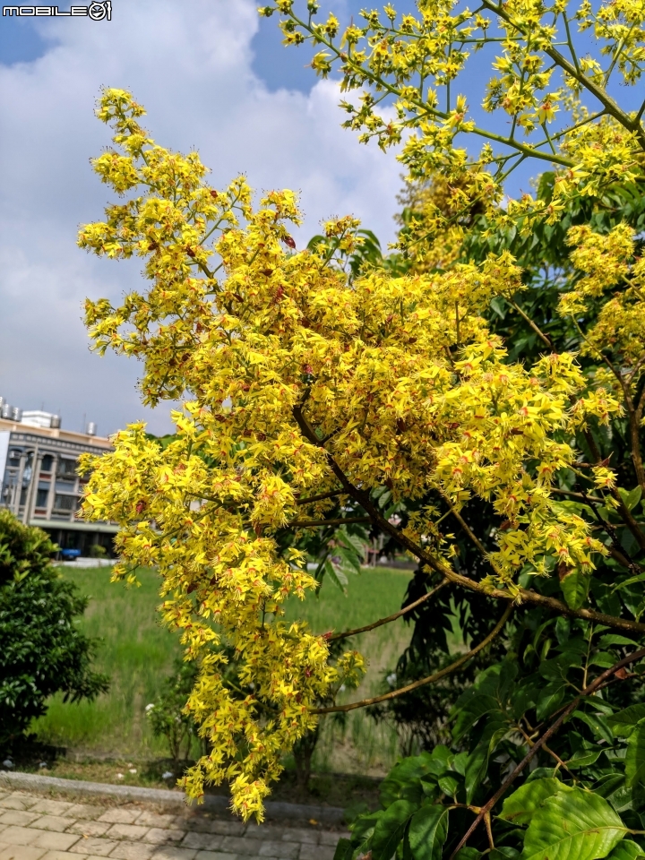 台灣欒樹 台南市西港區綠川廊道 09/14