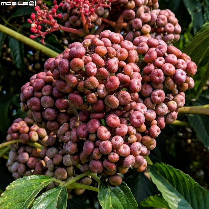 貓鬚草+火筒樹 台南市佳里區台19 09/28