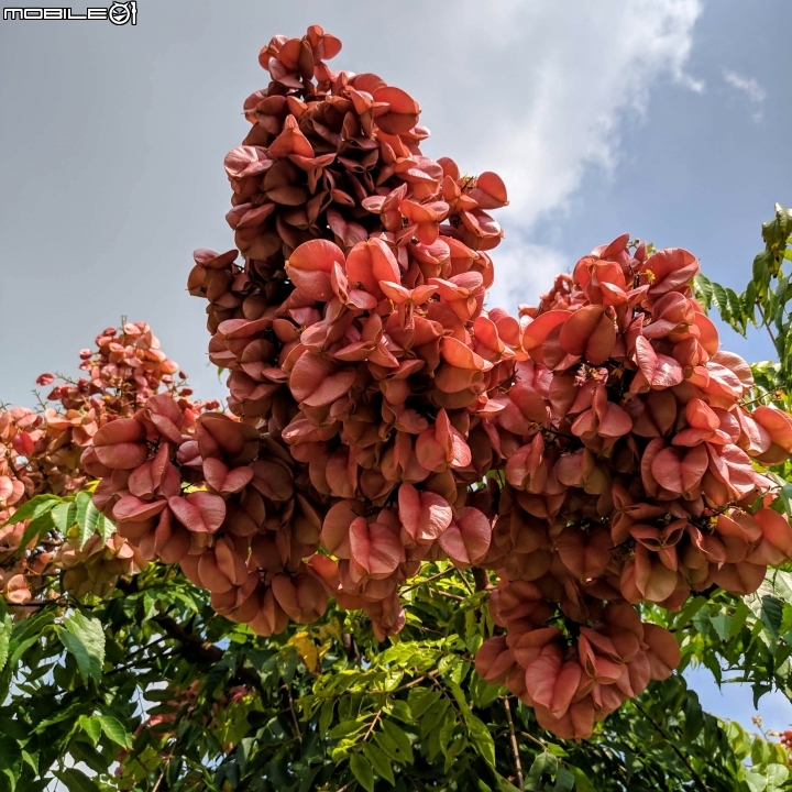 台灣欒樹 台南市西港區綠川廊道 09/14