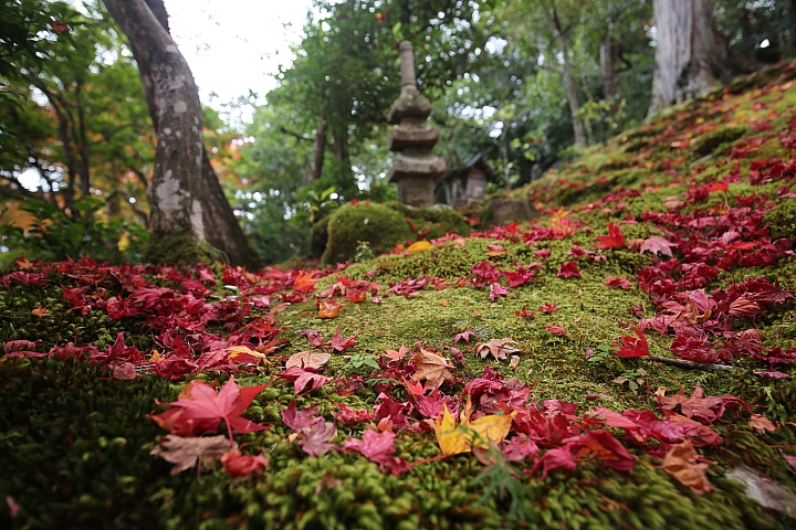 2018京阪神紅葉親子自由行