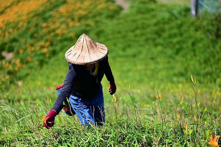 點我看大圖 六十石山實拍:旅遊只帶一顆85mm F1.8 S的可行性,算是還ok!但可能需要手機幫忙。