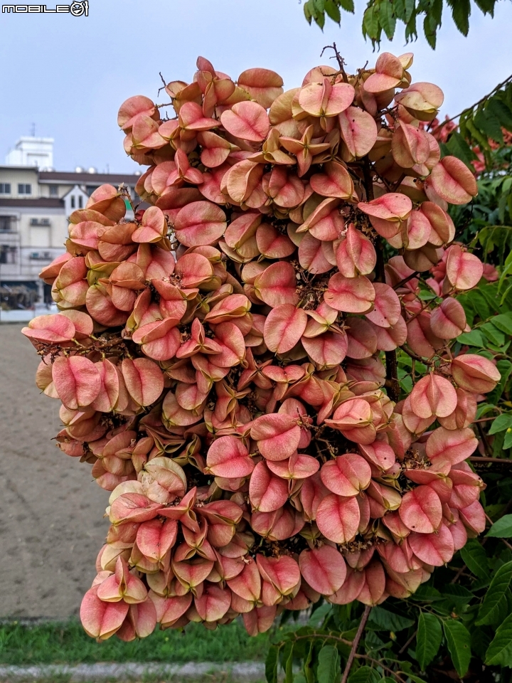 水黃皮+變葉木 台南市西港區綠川廊道 09/28