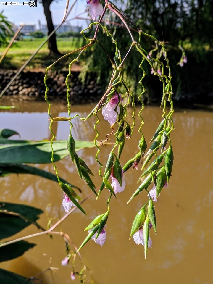 垂花水竹芋 台南市新市區新市生態休閒公園 08/31