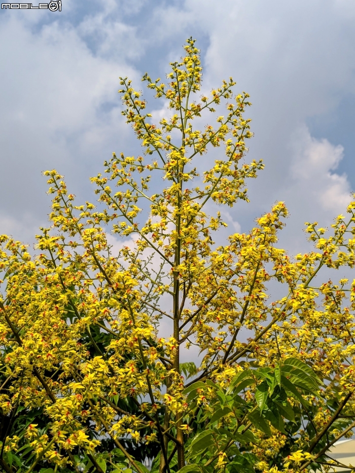 台灣欒樹 台南市西港區綠川廊道 09/14