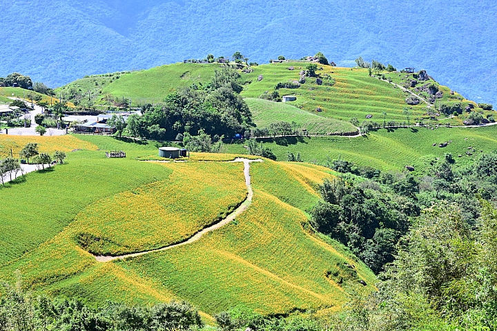 點我看大圖 六十石山實拍:旅遊只帶一顆85mm F1.8 S的可行性,算是還ok!但可能需要手機幫忙。