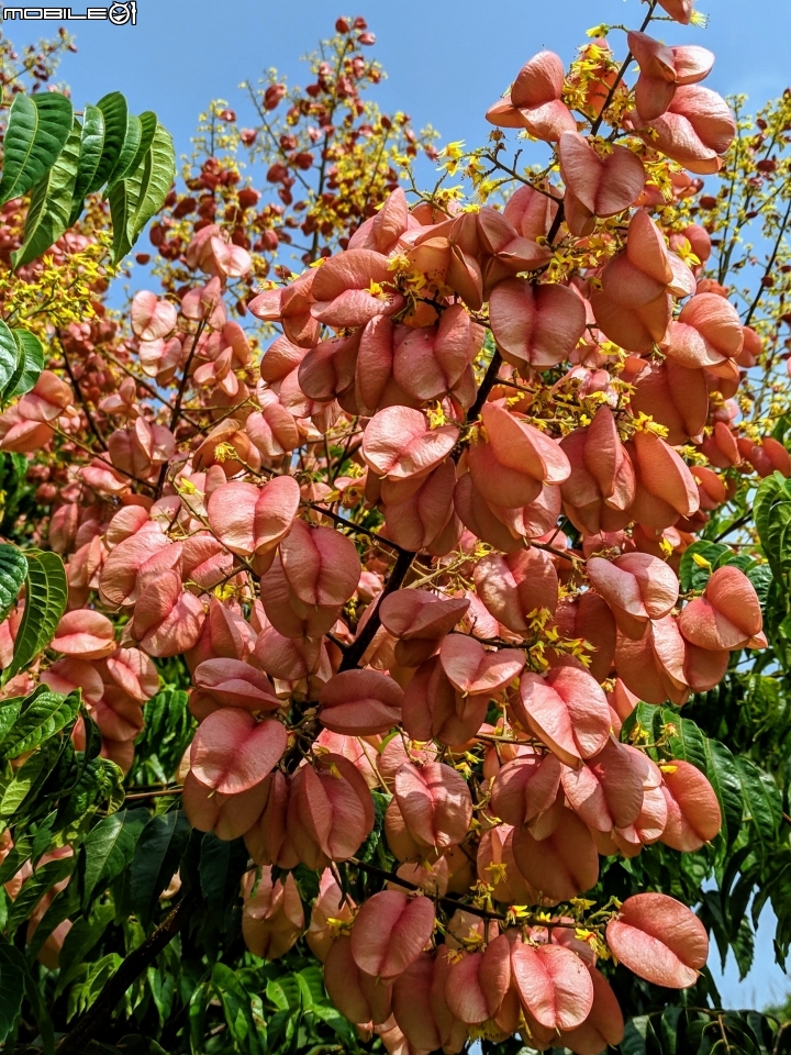 韭菜花+磨盤草+藍雪花 台南市南區灣里 09/29
