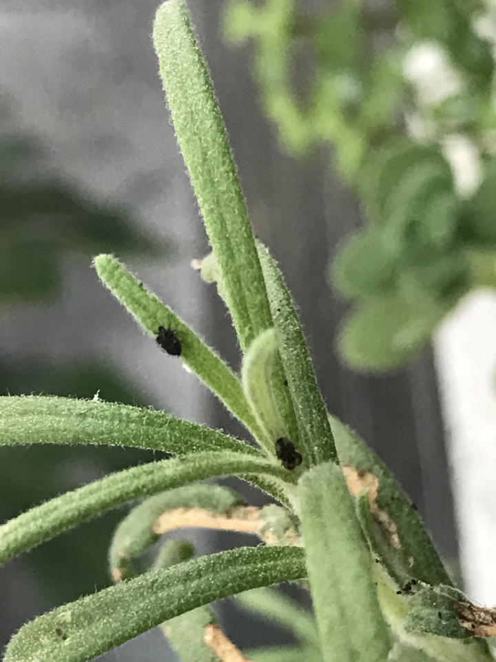 不知是什麼小黑蟲？