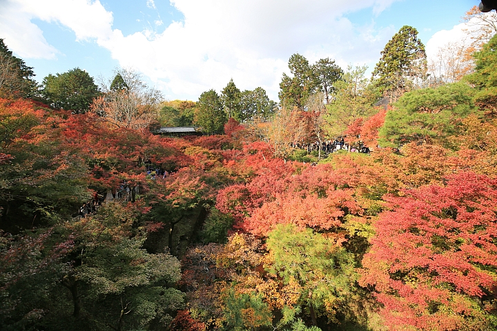 2018京阪神紅葉親子自由行