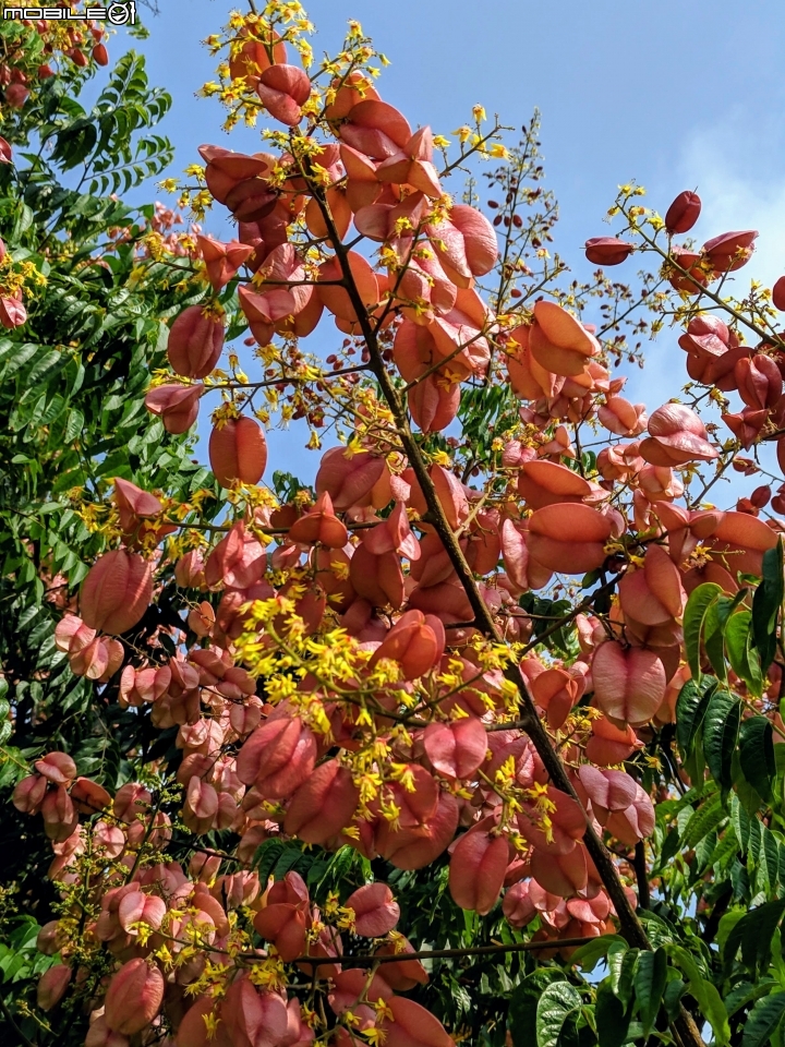 韭菜花+磨盤草+藍雪花 台南市南區灣里 09/29