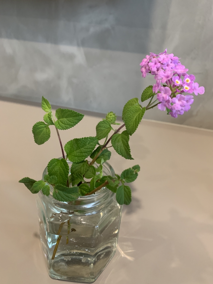 請問植物名稱