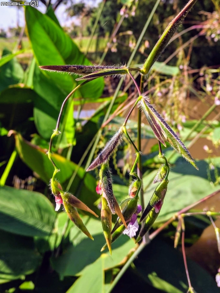垂花水竹芋 台南市新市區新市生態休閒公園 08/31