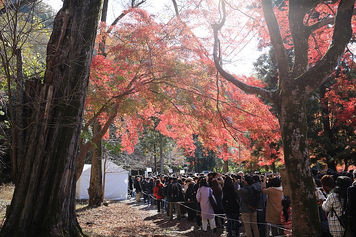 2018京阪神紅葉親子自由行