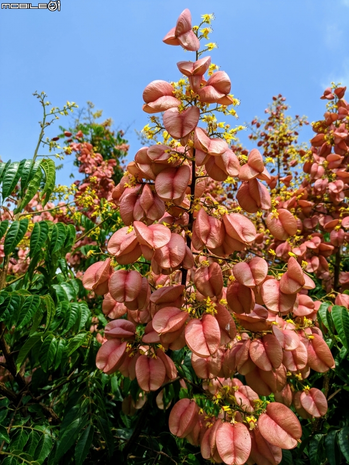 韭菜花+磨盤草+藍雪花 台南市南區灣里 09/29