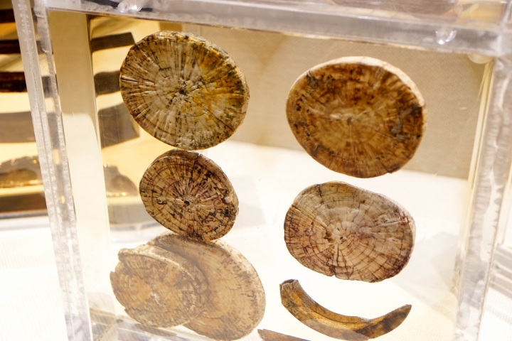 【2019中國】夢回金沙城～與外星人的第一次接觸～金沙遺址