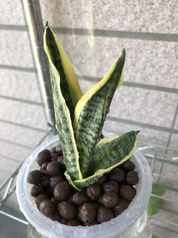 虎尾蘭子株求救