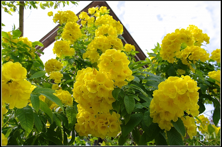 黃鐘花