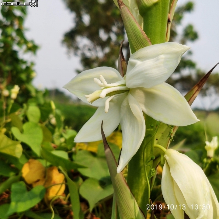 刺葉王蘭+耳莢相思樹 台南市安南區四草大道 10/13