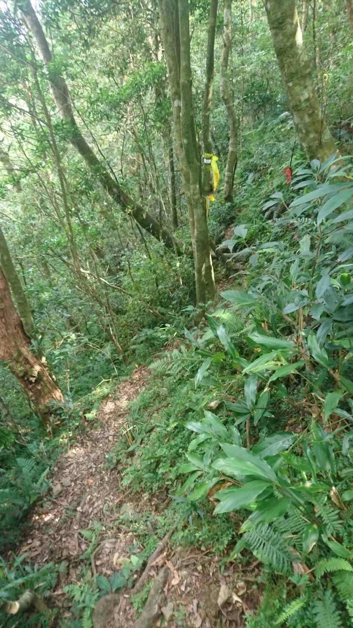 [樂山童盟] [新北烏來] 拔刀爾山步道（保慶宮-拔刀爾山-高腰山-美鹿山)