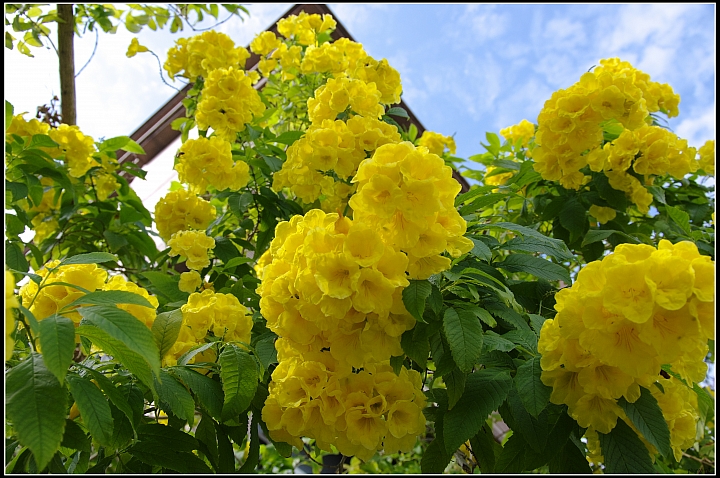 黃鐘花