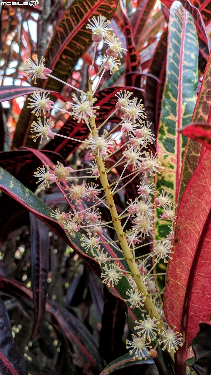 金英樹 台南市佳里區蕭壠文化園區 10/11
