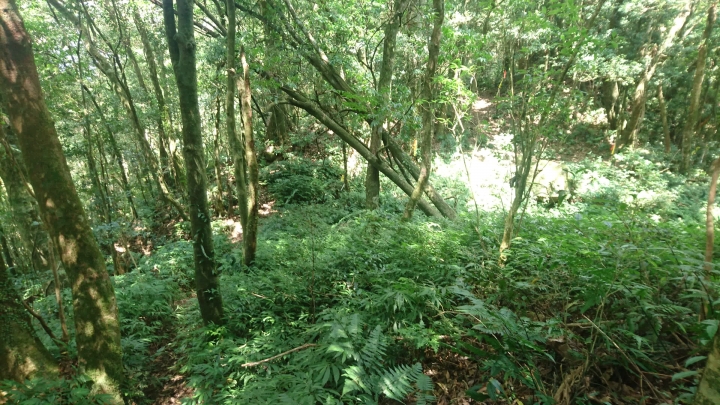 [樂山童盟] [新北烏來] 拔刀爾山步道（保慶宮-拔刀爾山-高腰山-美鹿山)