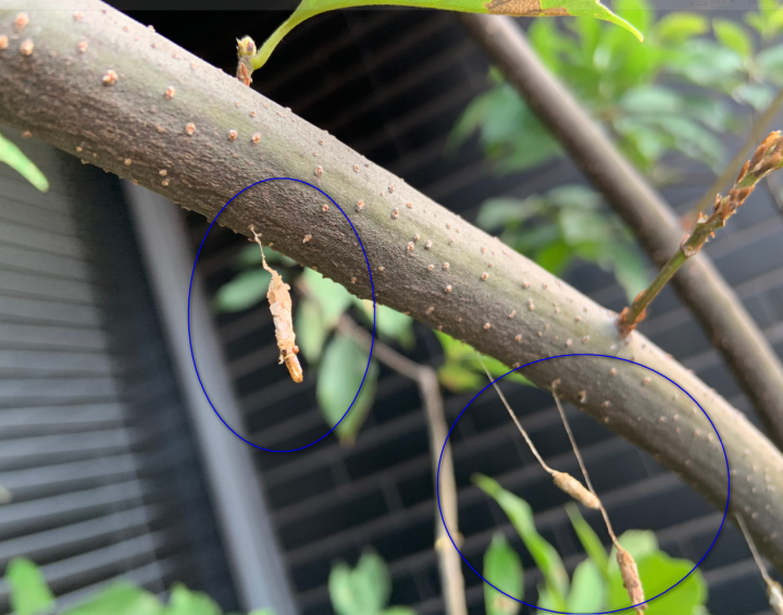 請教樹枝上這些像蛹的東西是甚麼? (附圖)