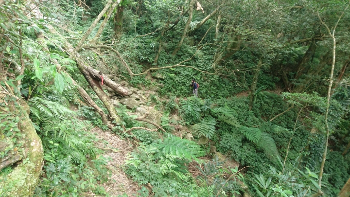 [樂山童盟] [新北烏來] 拔刀爾山步道（保慶宮-拔刀爾山-高腰山-美鹿山)
