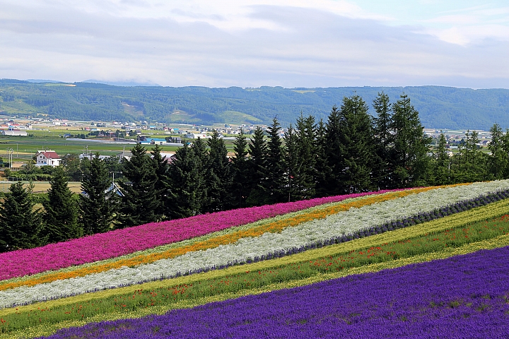 [6D+Osmo Pocket] 夏日北海道自由行Part 3--富良野 田園咖哩飯/富田農場/哈密瓜工房/KUMAGERA