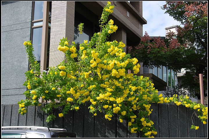 黃鐘花