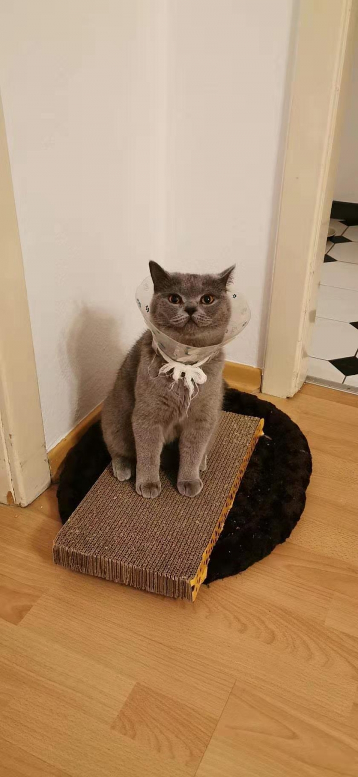 歐洲奧地利物價分享，四個人吃到飽才20歐元！跟大陸朋友一起煮飯食記 一隻雞只要100塊台幣 你在台灣看得到這價格？