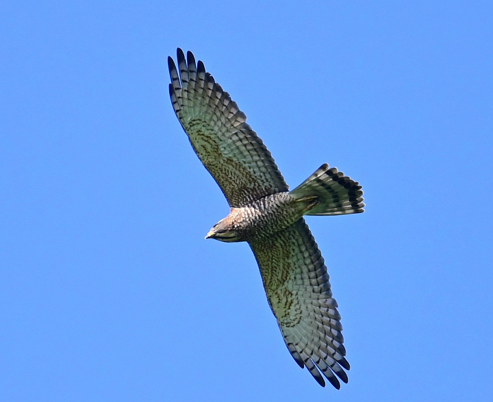 點我看大圖 Z7國慶鳥灰面鷲10月9日開始大量過境滿洲鄉里德村