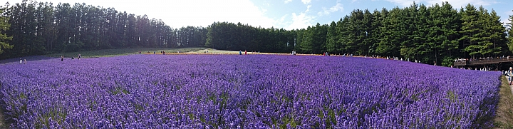 [6D+Osmo Pocket] 夏日北海道自由行Part 3--富良野 田園咖哩飯/富田農場/哈密瓜工房/KUMAGERA