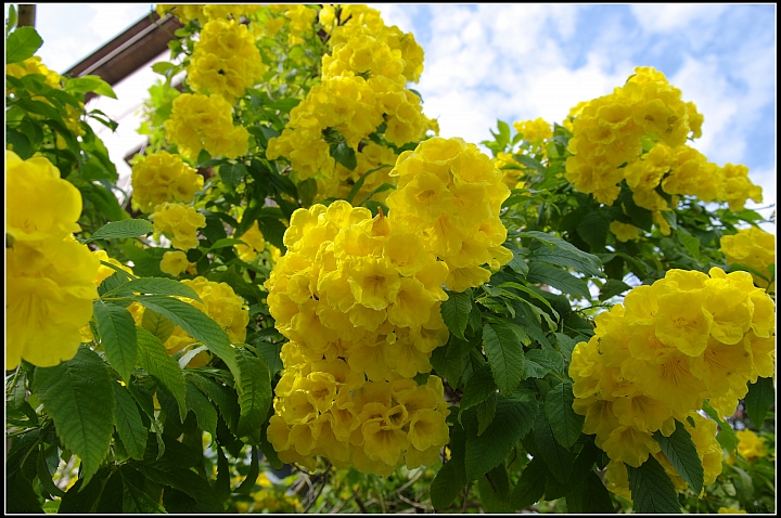 黃鐘花