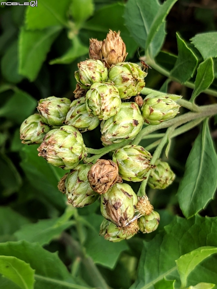 胡麻+玉米 台南市西港區佳里區七股區鄉道 10/26