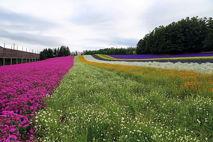 [6D+Osmo Pocket] 夏日北海道自由行Part 3--富良野 田園咖哩飯/富田農場/哈密瓜工房/KUMAGERA