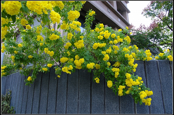 黃鐘花