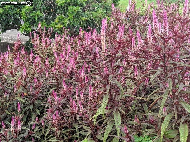 狗尾草(通天草)+青葙 台南市西港區曾文溪畔 10/05