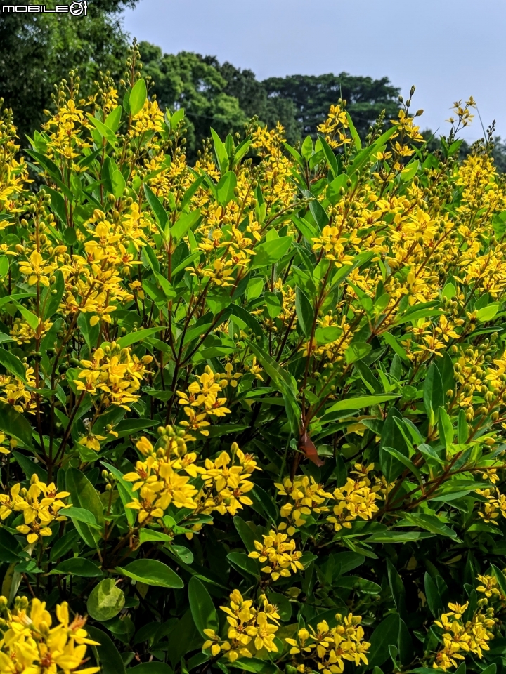 金英樹 台南市佳里區蕭壠文化園區 10/11