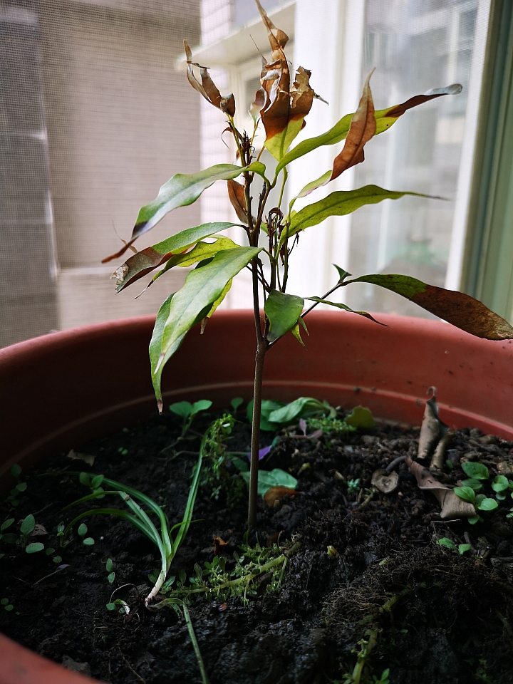 荔枝樹苗還有救嗎??大神救命....