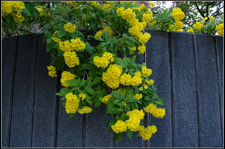 黃鐘花
