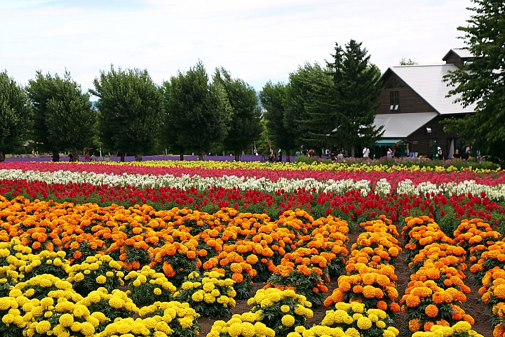 [6D+Osmo Pocket] 夏日北海道自由行Part 3--富良野 田園咖哩飯/富田農場/哈密瓜工房/KUMAGERA