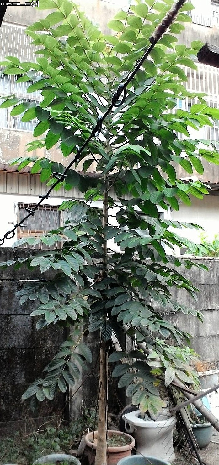 詢問樹名