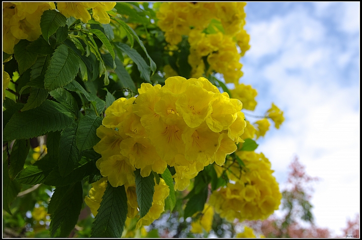黃鐘花