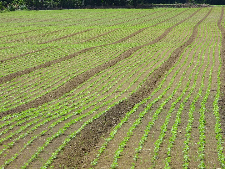 點我看大圖 Z7國慶鳥灰面鷲10月9日開始大量過境滿洲鄉里德村